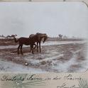 DrRPfeiffer-1899 225